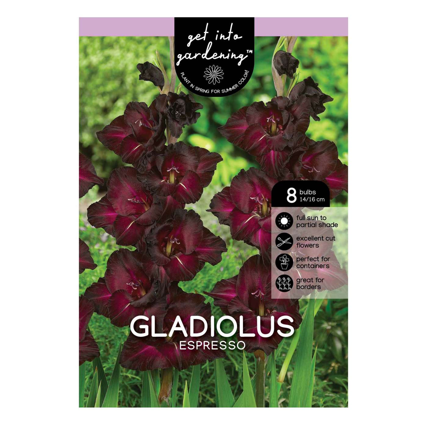 Gladiolus Espresso; image 1 of 2