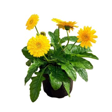 Greenleaf Nursery Assorted Yellow Gerber Daisy, 2 gal
