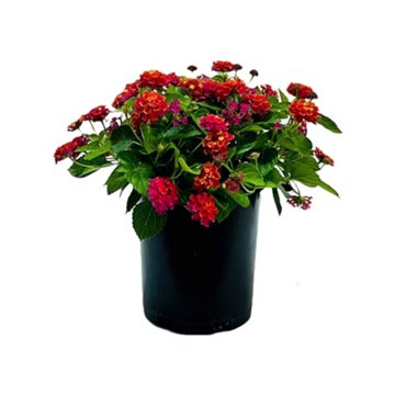 Greenleaf Nursery Bandana Cherry Sunrise Lantana, 1 gal