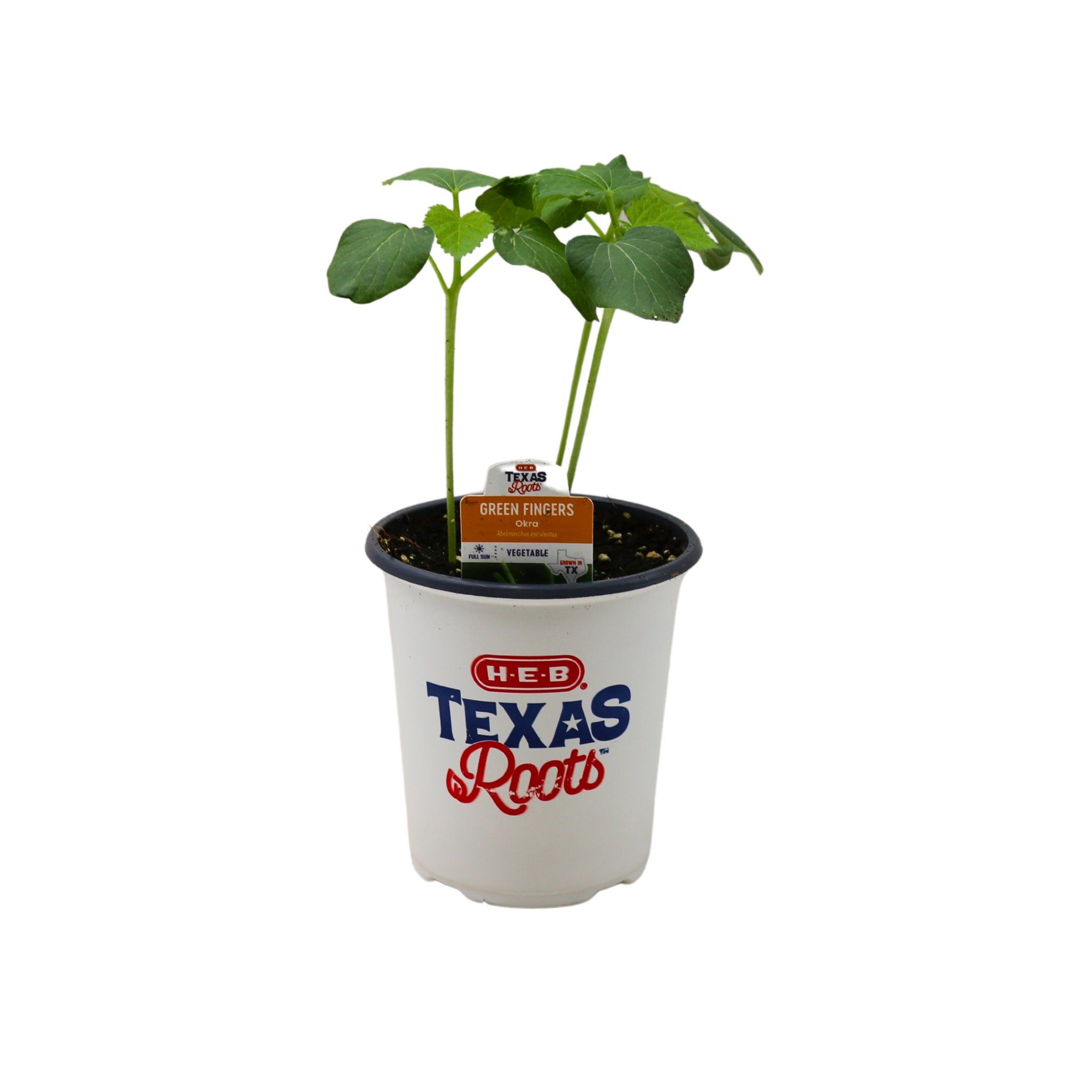 H-E-B Texas Roots Green Fingers Okra Plant - Shop Potted Plants at H-E-B