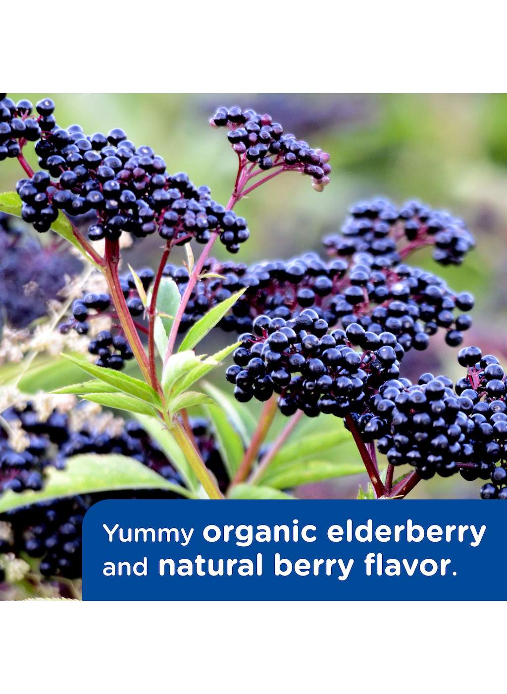 Mommy's Bliss Infants' Pain And Fever Reducer - Natural Berry ; image 7 of 10