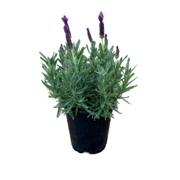 Primavera Lavender, 1 gal