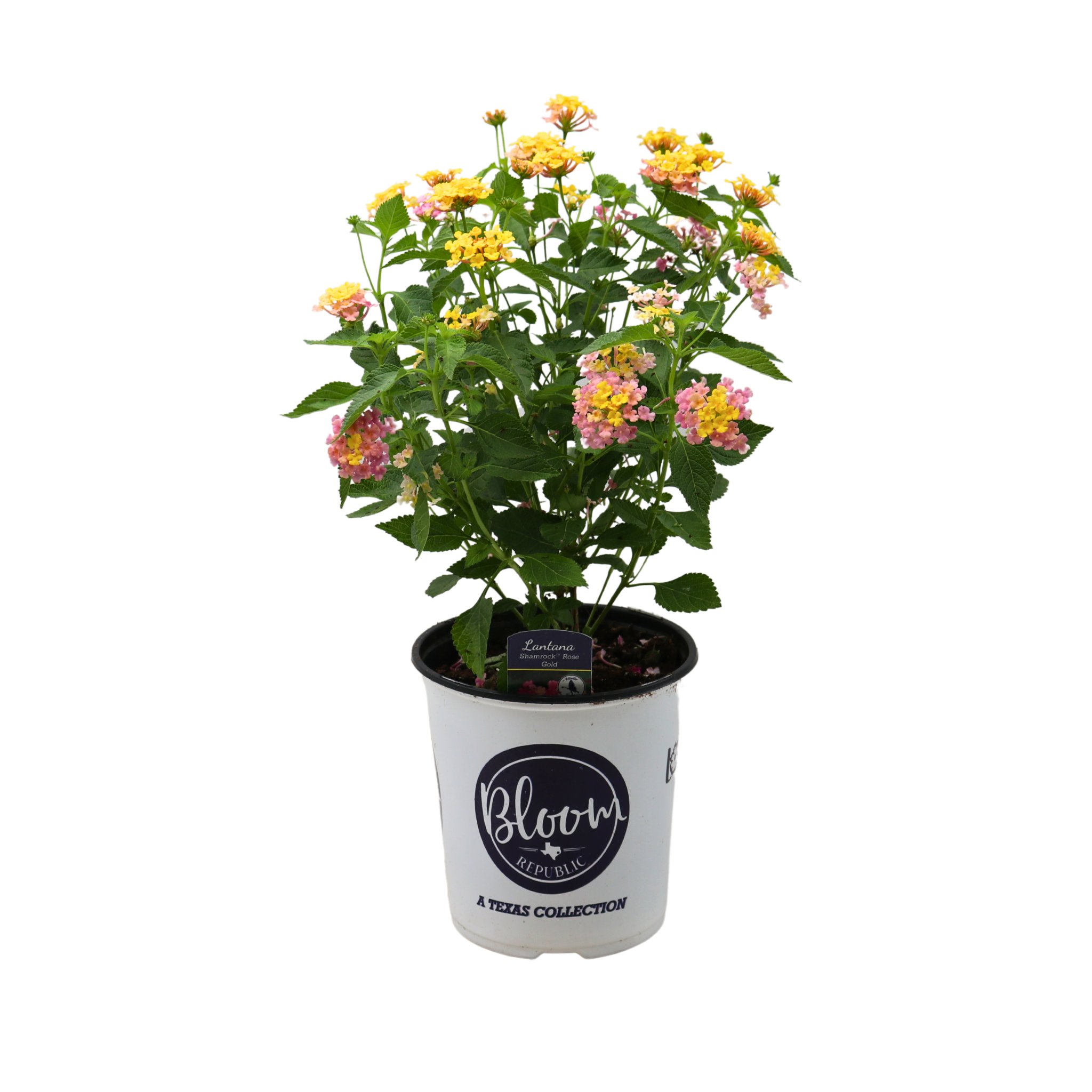 Bloom Republic Lantana Shamrock Rose Gold - Shop Potted Plants at H-E-B