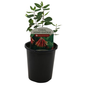 Spring Creek Growers Texas Native Coral Honeysuckle