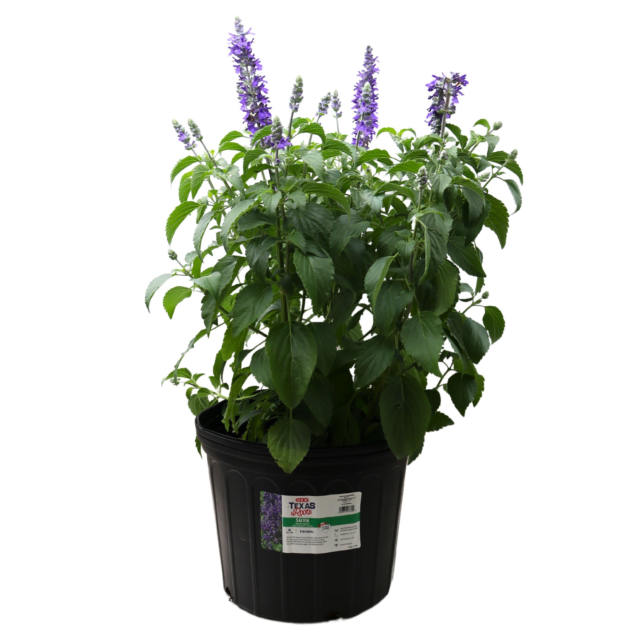 H-E-B Texas Roots Salvia - Shop Potted Plants at H-E-B