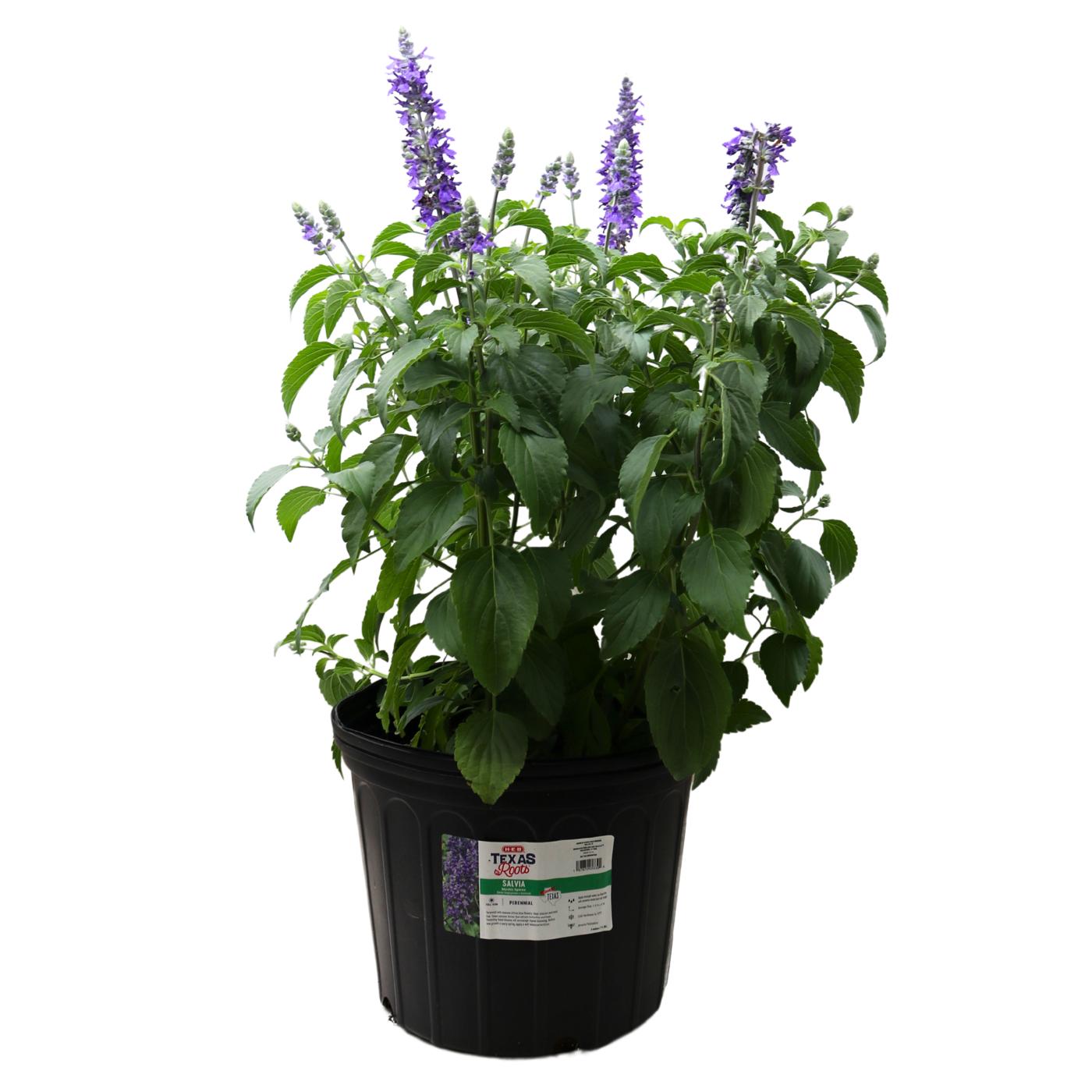 H-E-B Texas Roots Salvia; image 1 of 3