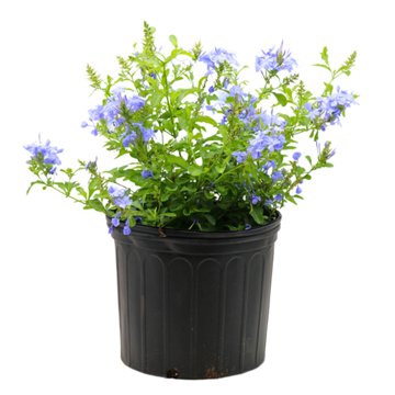 H-E-B Texas Roots Plumbago, 3 gal