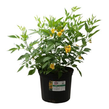 H-E-B Texas Roots Tecoma, 3 gal