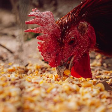 Thomas Moore 3 Grain Hen Scratch, 40 lb