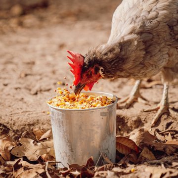 Thomas Moore 3 Grain Hen Scratch, 40 lb