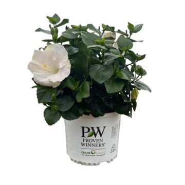 Greenleaf Nursery Earth Angel Hollywood Hibiscus, 3 gal