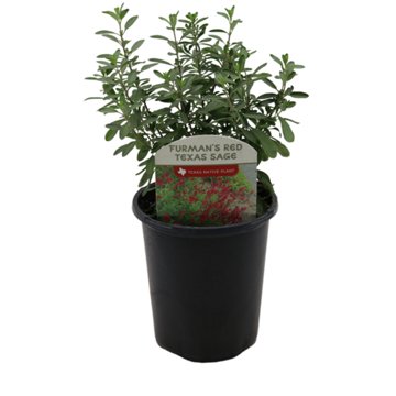Spring Creek Growers Texas Native Autumn Sage Furman's Red