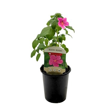 Spring Creek Growers Texas Native Rock Rose, 1 qt