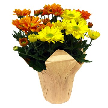 Floral Tri-Color Mum, 6''