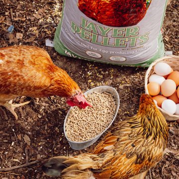 Thomas Moore Layer Pellets, 40 lb