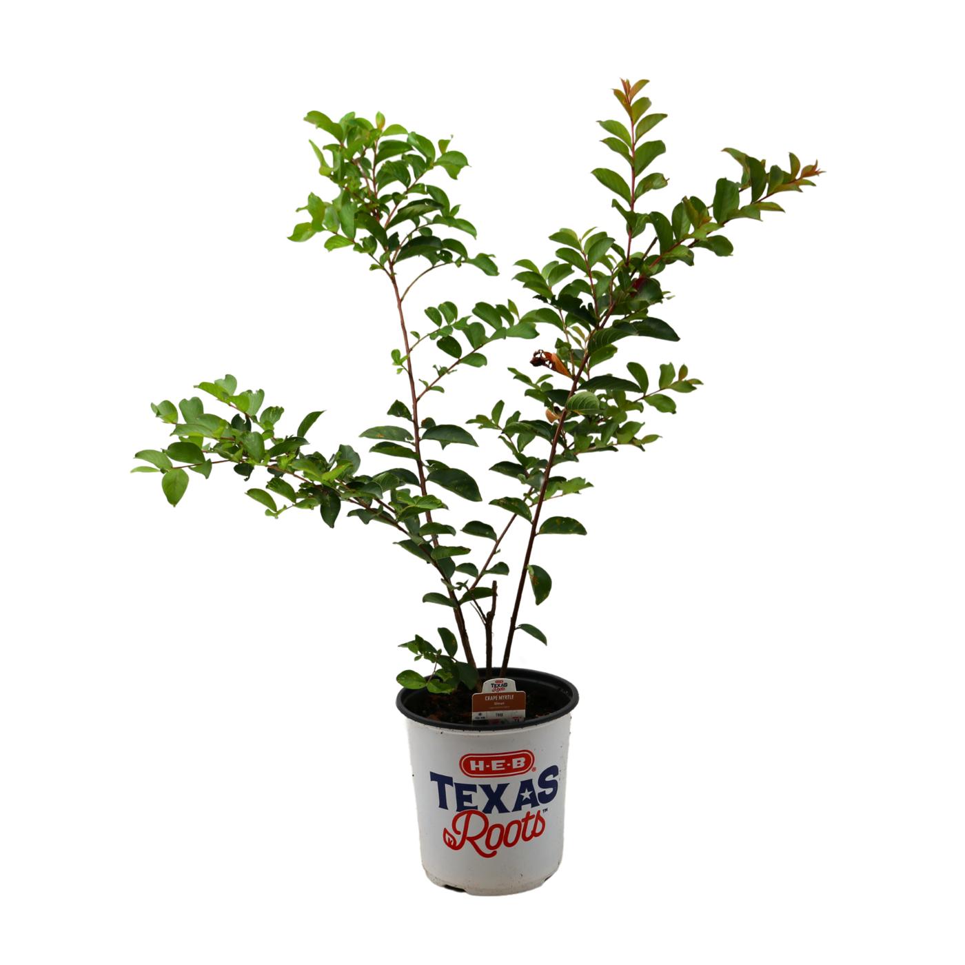 H-E-B Texas Roots Crape Myrtle Sioux; image 1 of 3