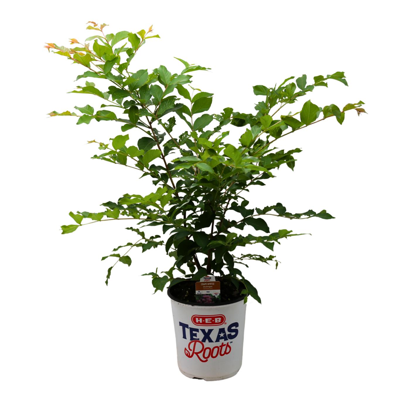 H-E-B Texas Roots Crape Myrtle Muskogee; image 1 of 2