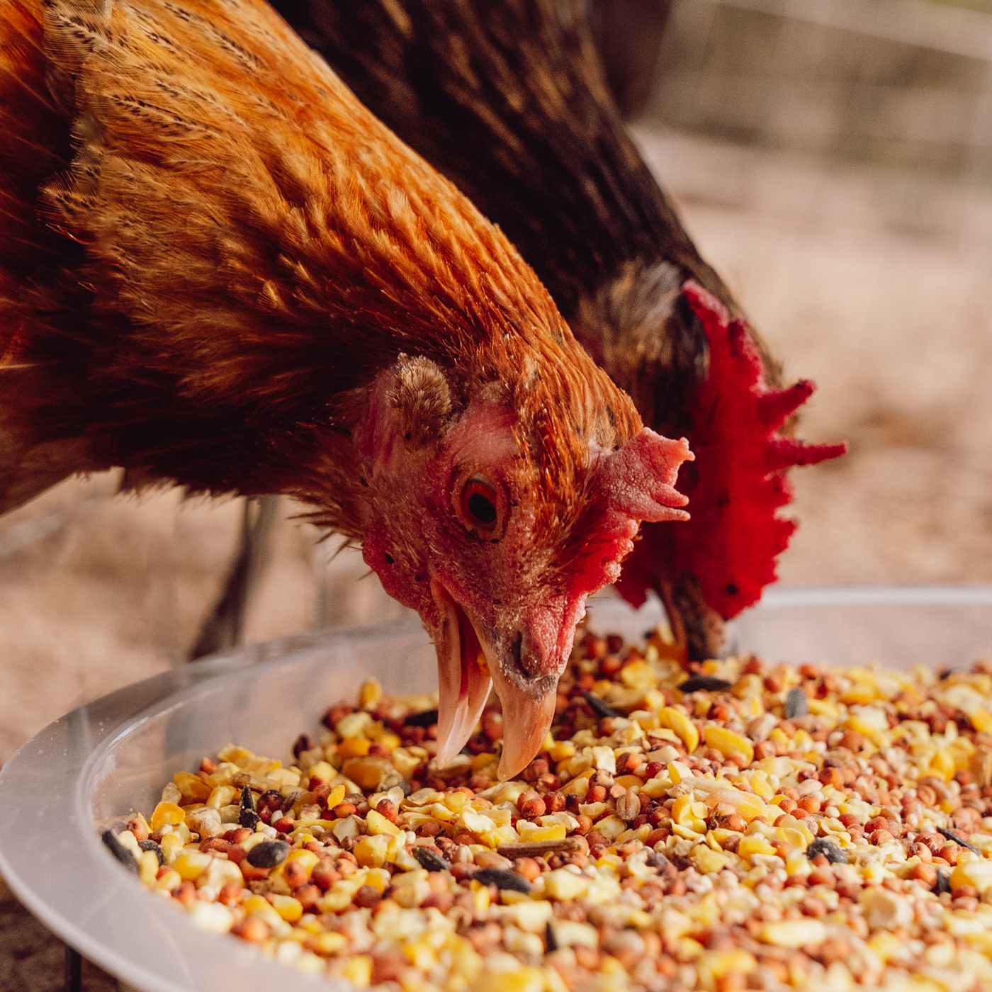 Thomas Moore Feed Thomas Moore Complete Layer Chicken Feed For Backyard Flock; image 5 of 7