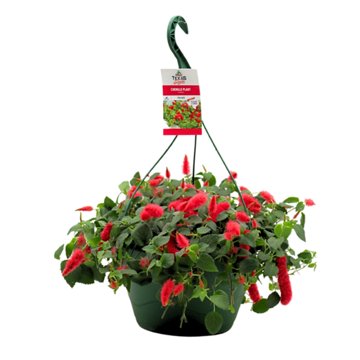 H-E-B Texas Roots Chenille Plant Hanging Basket, 10''