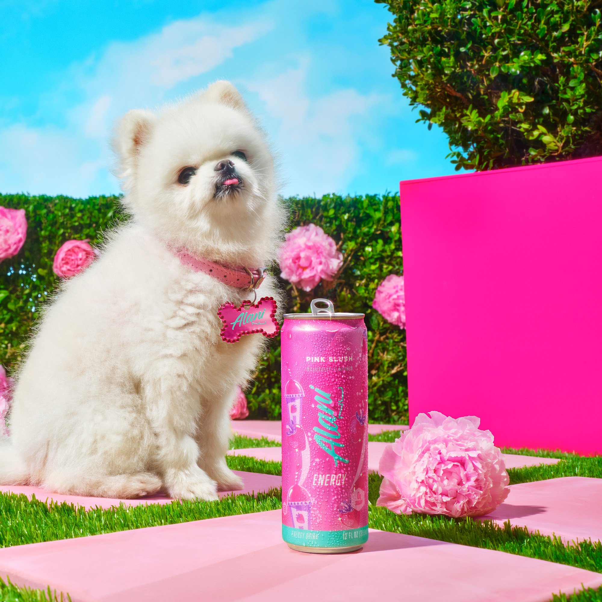 Alani Nu Zero Sugar Energy Drink - Pink Slush - Shop Sports & energy drinks  at H-E-B