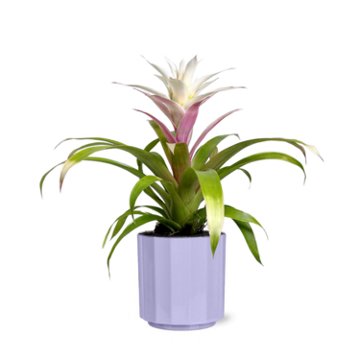 Max & Miles Potted Bromeliad
