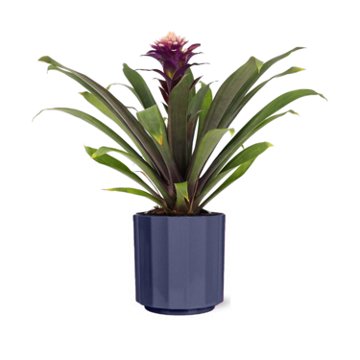 Max & Miles Potted Bromeliad