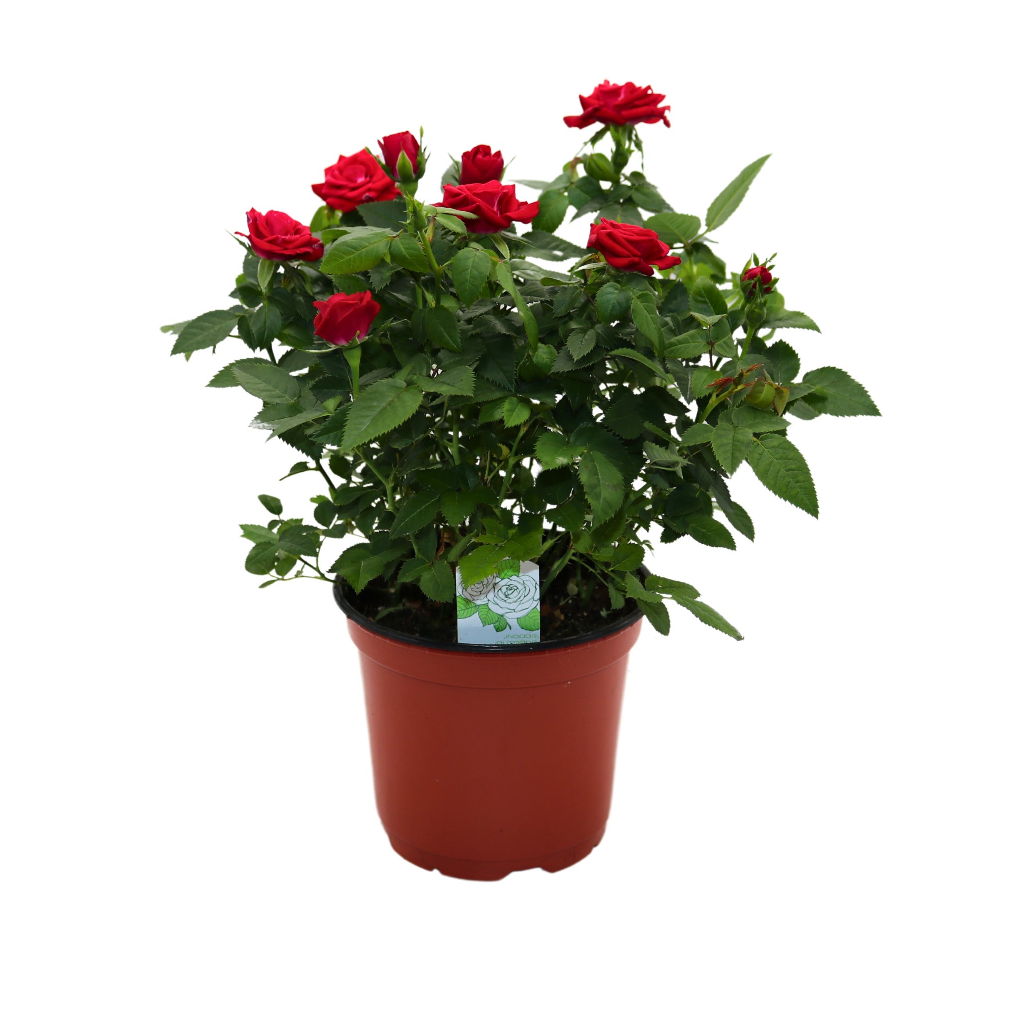 Spring Creek Growers Mini Roses - Red - Shop Potted Plants at H-E-B