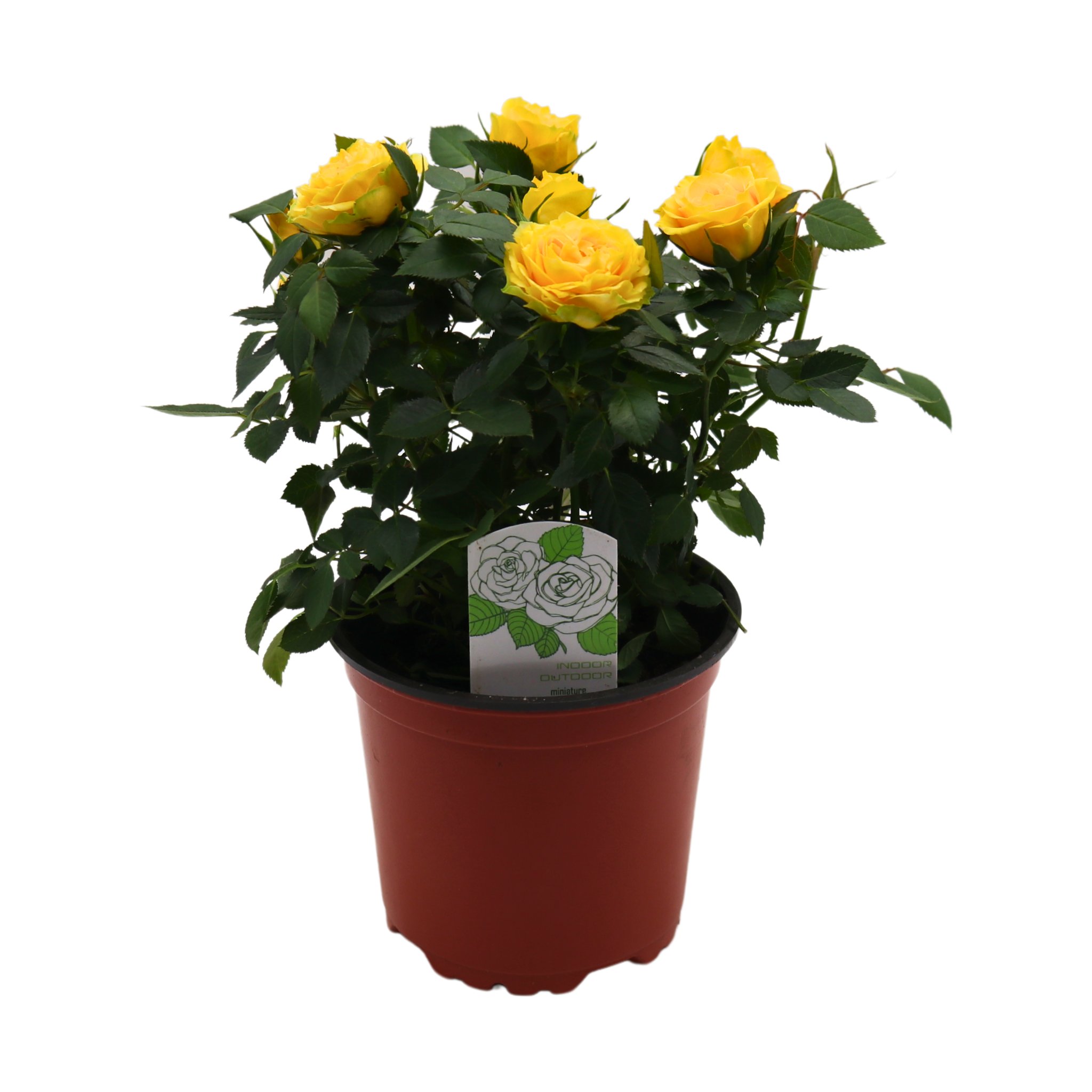 Spring Creek Growers Mini Roses - Yellow - Shop Potted plants at H-E-B