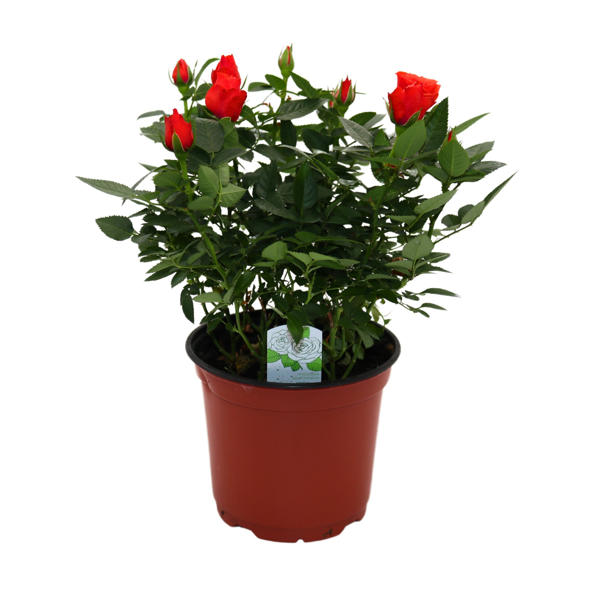 Spring Creek Growers Mini Roses - Orange - Shop Potted Plants at H-E-B