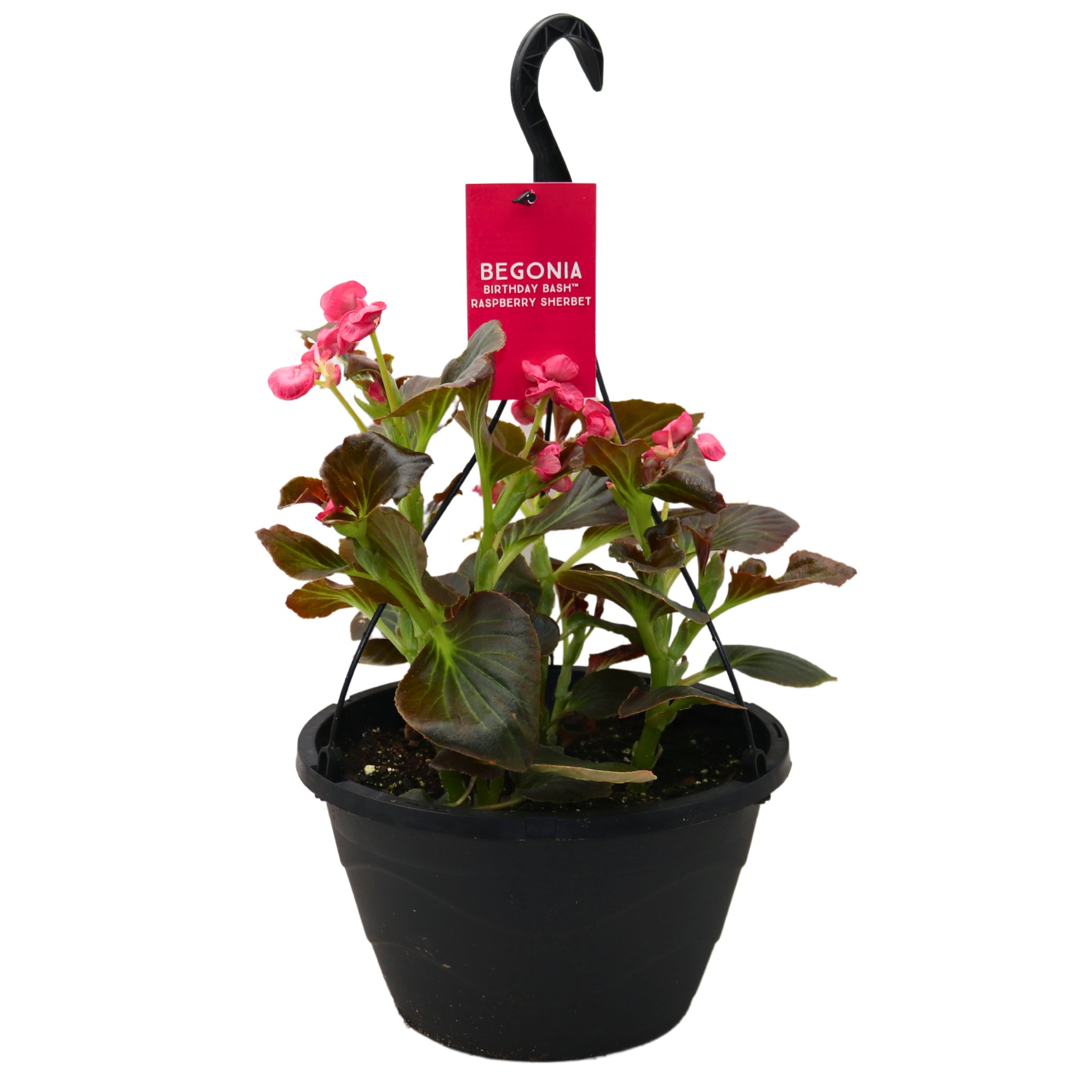 Spring Creek Growers Begonia Hanging Basket - Birthday Bash Raspberry ...