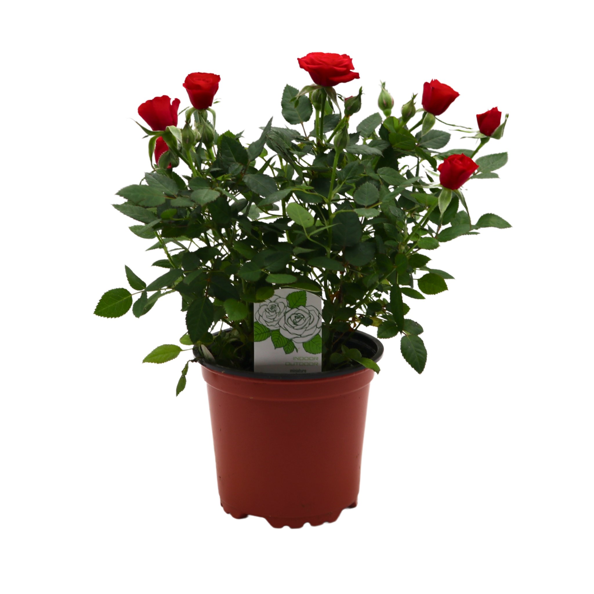 Spring Creek Growers Mini Roses - Red - Shop Potted Plants at H-E-B