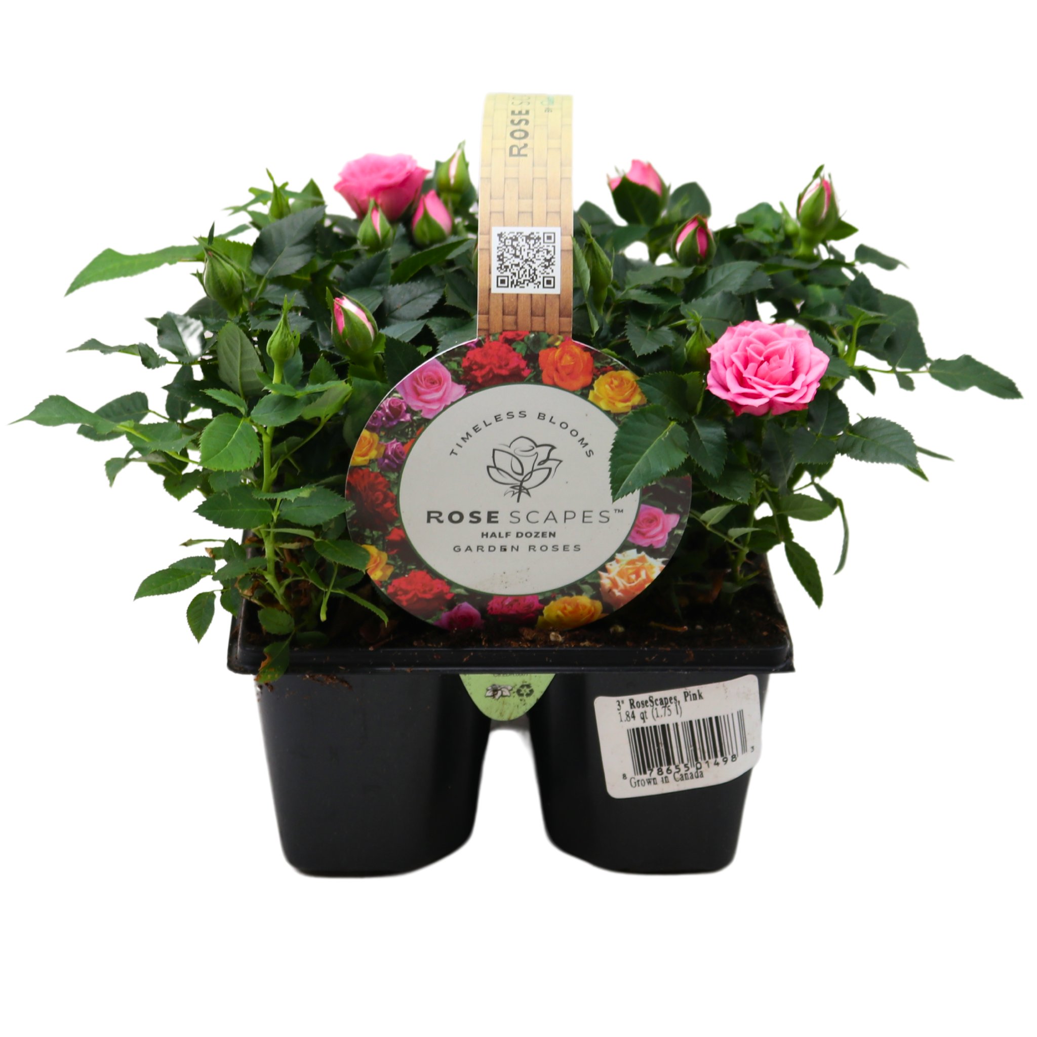 Westbrook Mini Roses - Pink - Shop Potted plants at H-E-B