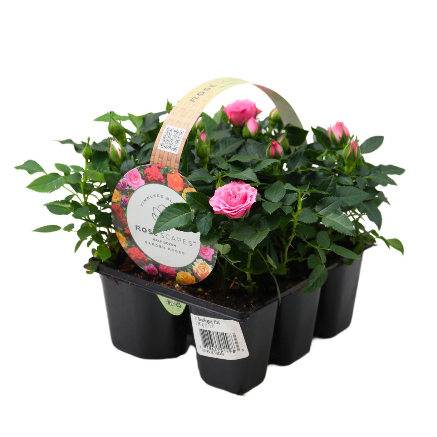 Westbrook Mini Roses - Pink - Shop Potted plants at H-E-B