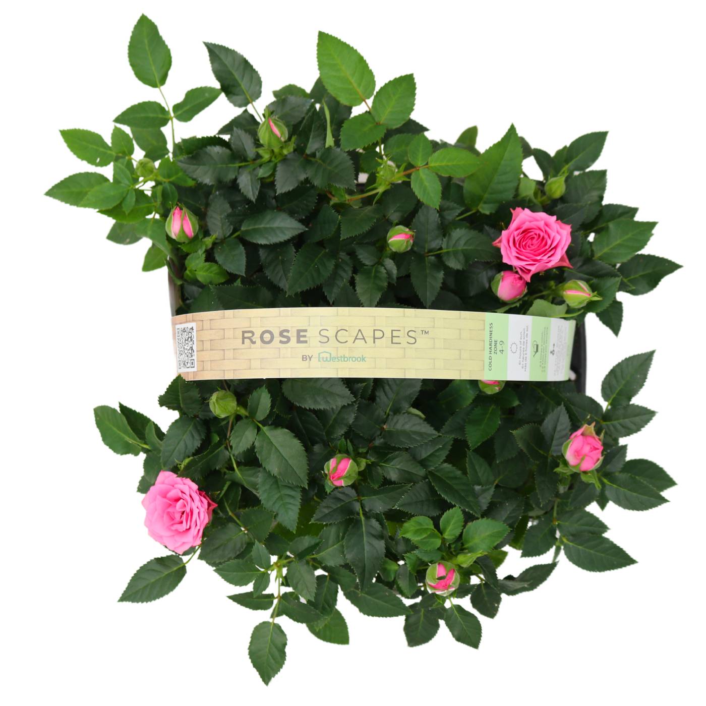 Westbrook Mini Roses - Pink - Shop Potted plants at H-E-B