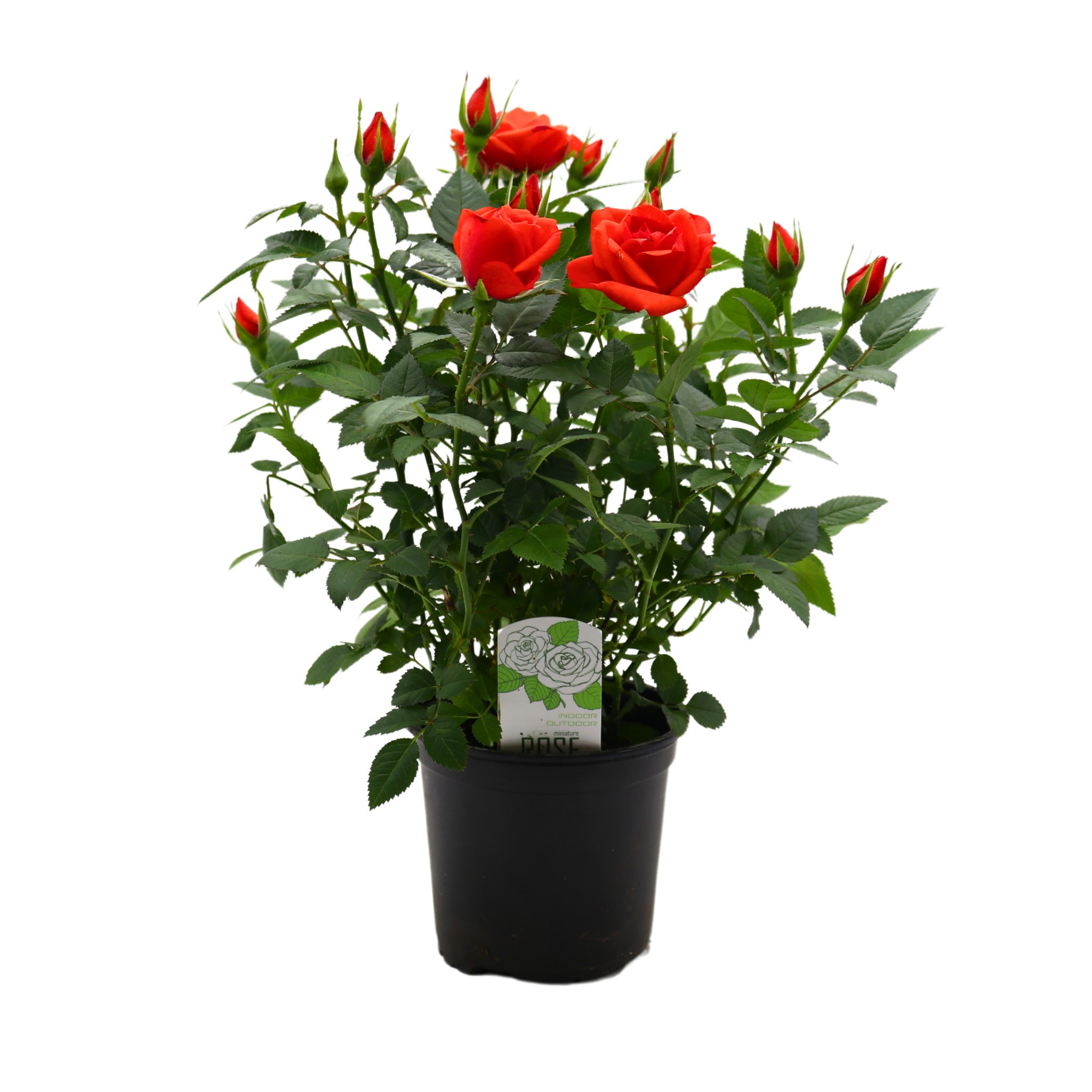 Spring Creek Growers Mini Roses - Orange - Shop Potted plants at H-E-B