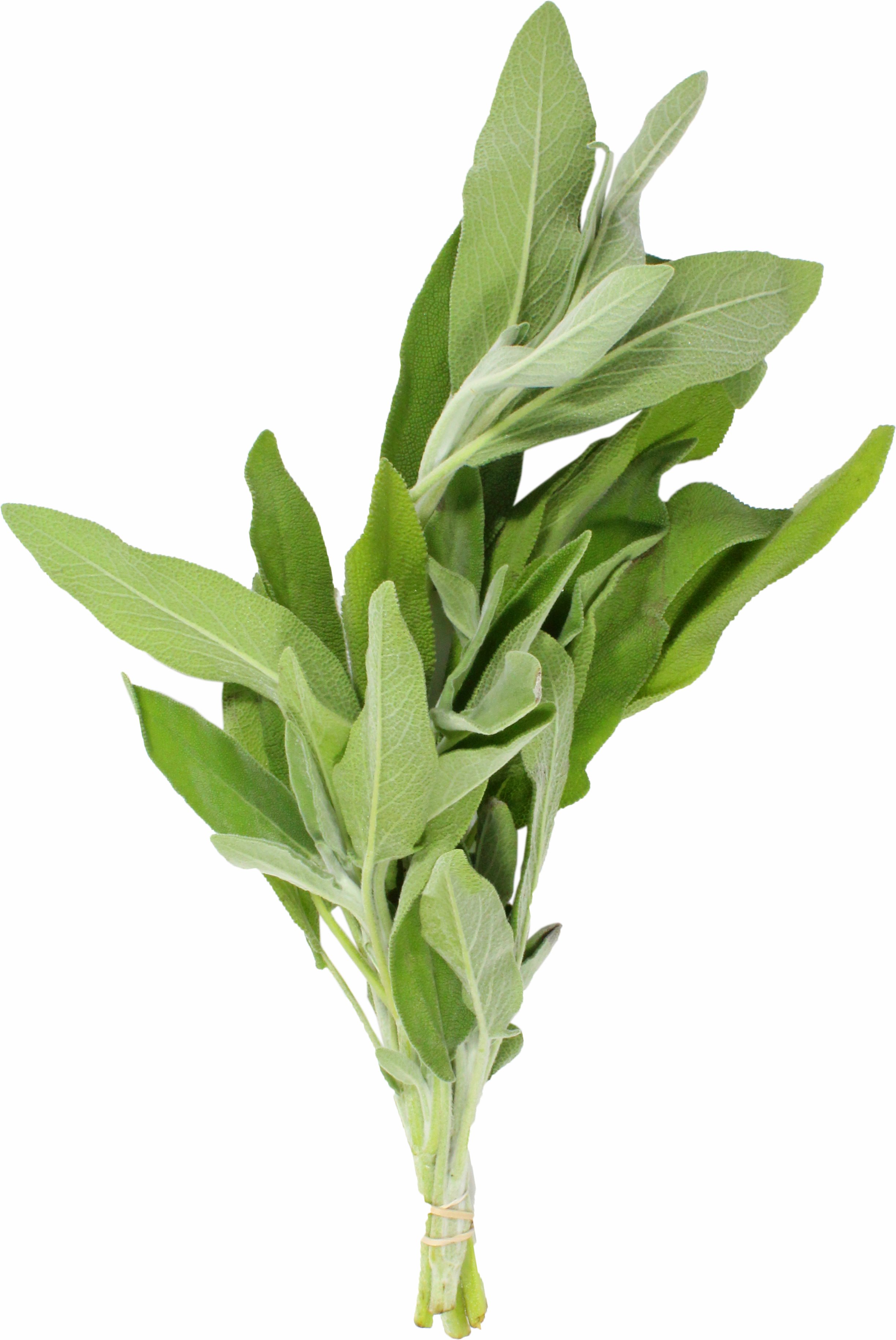 Fresh Sage, Bunch | Central Market - Really Into Food