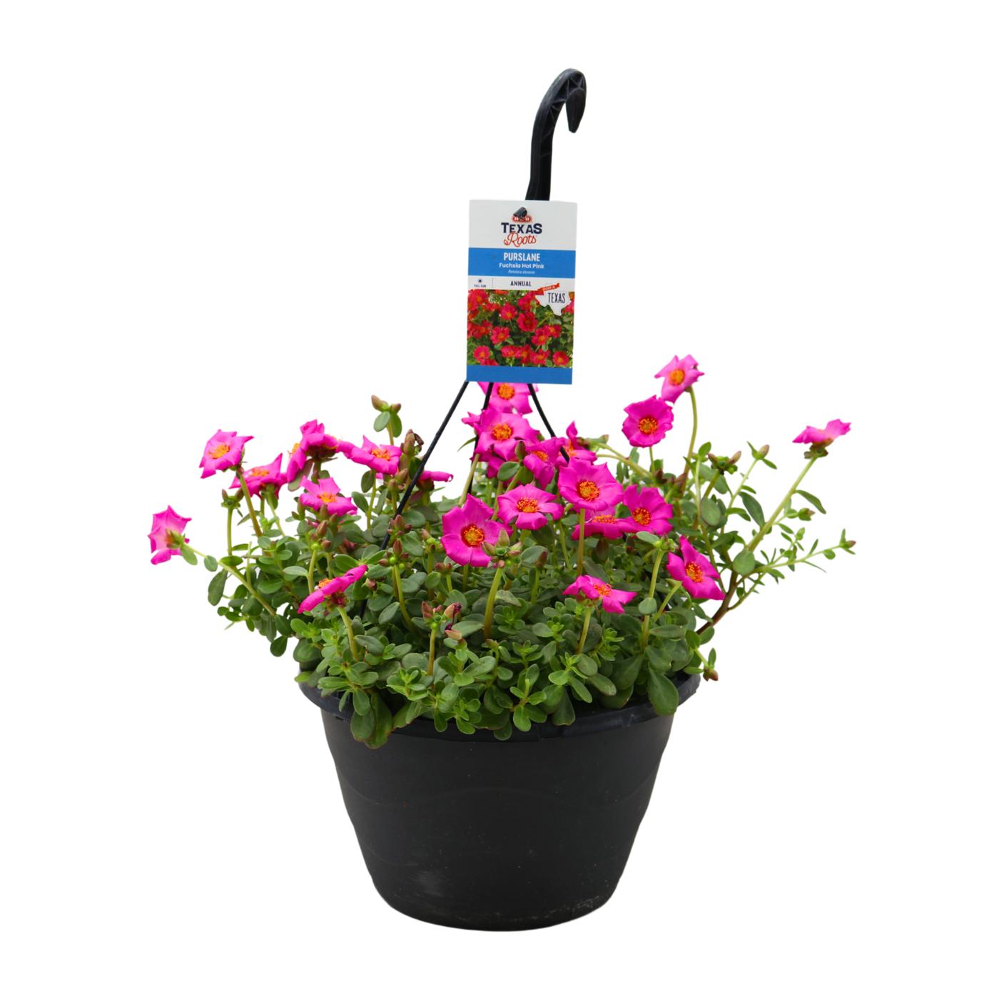 H-E-B Texas Roots Purslane Fuchsia Hot Pink; image 1 of 3