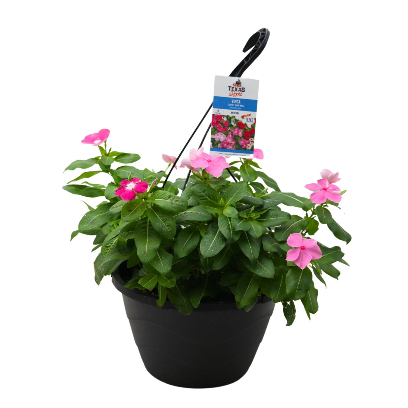 H-E-B Texas Roots Vinca Cora XDR Mix; image 1 of 3