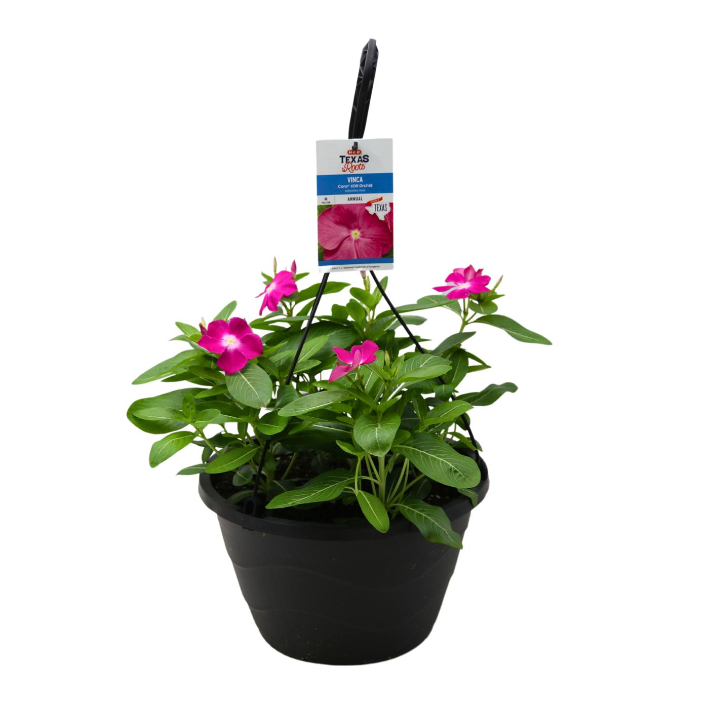 H-E-B Texas Roots Vinca Cora XDR Orchid; image 1 of 3