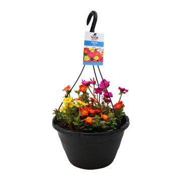 H-E-B Texas Roots Purslane Mix, 10''
