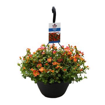H-E-B Texas Roots Purslane Orange, 10 in