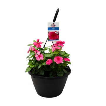 H-E-B Texas Roots Vinca Cora XDR Deep Strawberry, 10''