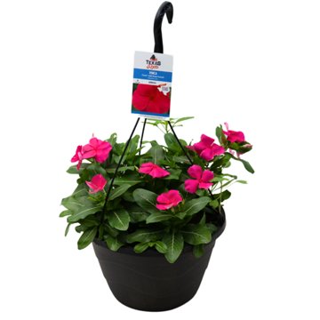 H-E-B Texas Roots Vinca Cora XDR Rose Punch, 10''