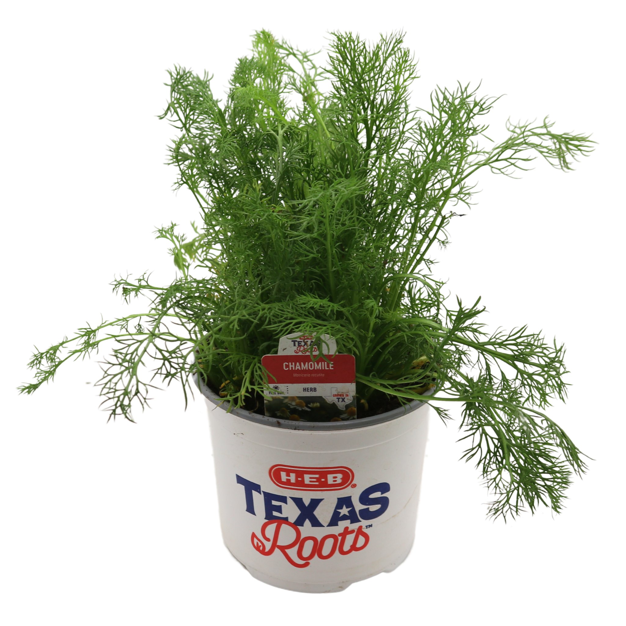 H-E-B Texas Roots Herbs - Chamomile - Shop Potted plants at H-E-B