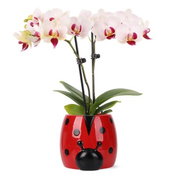 Max & Miles Mini Orchid Ladybug