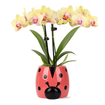 Max & Miles Mini Orchid Ladybug
