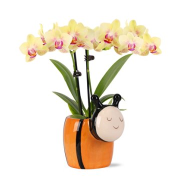 Max & Miles Mini Orchid Bee