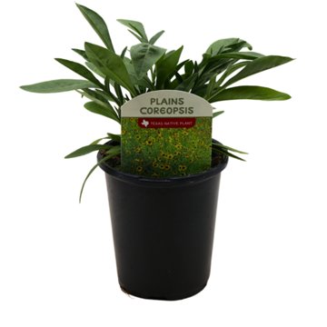 Spring Creek Growers Texas Native Plains Coreopsis