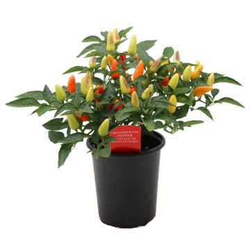 Spring Creek Growers Ornamental Pepper Bush - Acapulco XP Multicolor Red, 1 qt