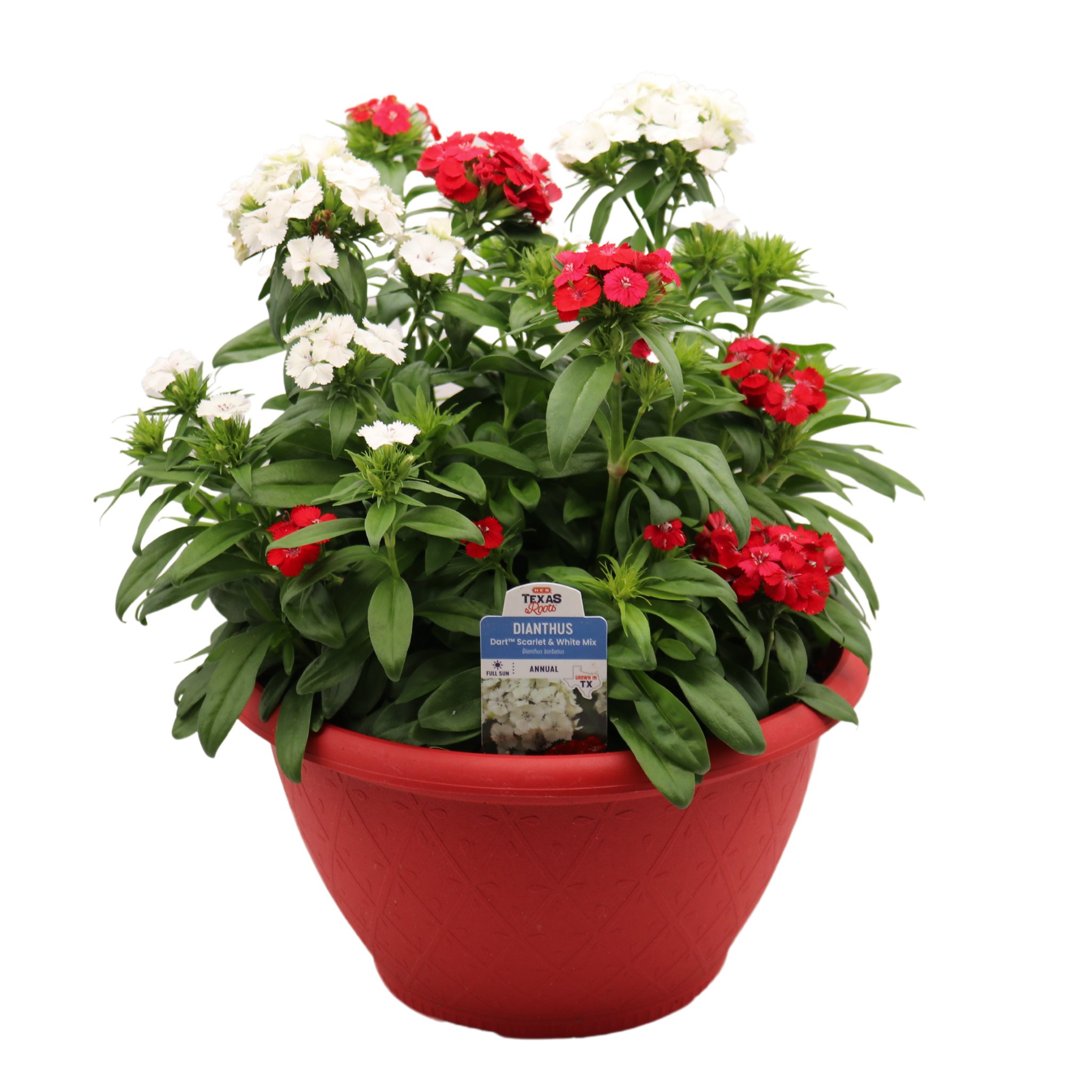 H-E-B Texas Roots Dianthus Bowl - Shop Potted plants at H-E-B